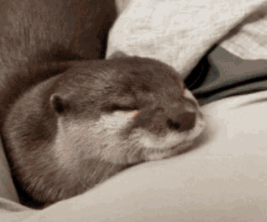 A Close Up Of An Otter Sleeping On A Couch . GIF