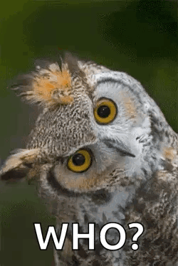 A Close Up Of An Owl With The Words `` Who ? '' On It . GIF