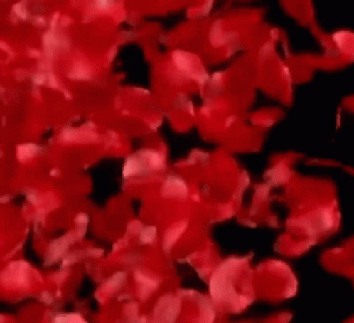 A Close Up Of Red Flowers On A Black Background GIF