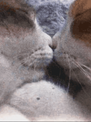 a close up of two cats ' faces kissing