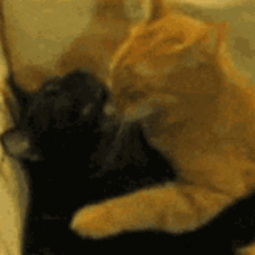 A Close Up Of Two Cats Laying Next To Each Other On A Couch GIF