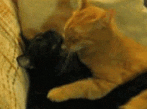 A Close Up Of Two Cats Laying On A Bed GIF