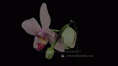 A Close Up Of Two Pink Orchids On A Black Background With The Website Www.pruskova.com GIF