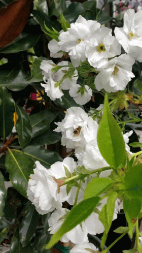 A Close Up Of White Flowers With A Green Leaf In The Foreground GIF