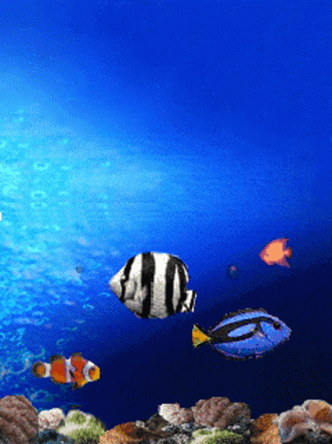 A Clown Fish And A Blue Fish Are Swimming In A Tank GIF