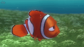 A Clown Fish Is Swimming In The Ocean With A Watermark That Says ' Wb ' On It GIF