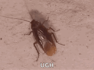 A Cockroach Is Crawling On A Concrete Surface And Looking At The Camera . GIF