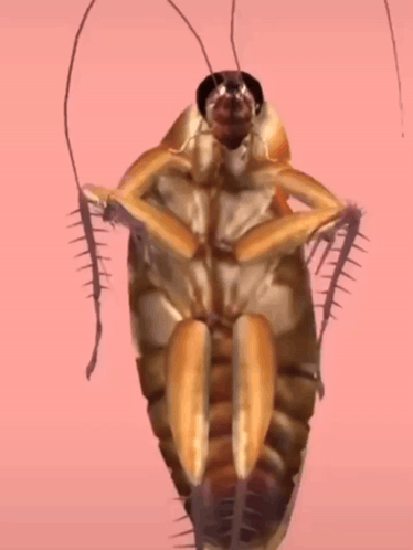 A Cockroach Is Crawling On A Pink Surface GIF
