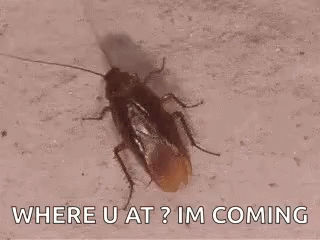 A Cockroach Is Crawling On A Wall With The Words `` Where U At ? Im Coming '' Written On It . GIF