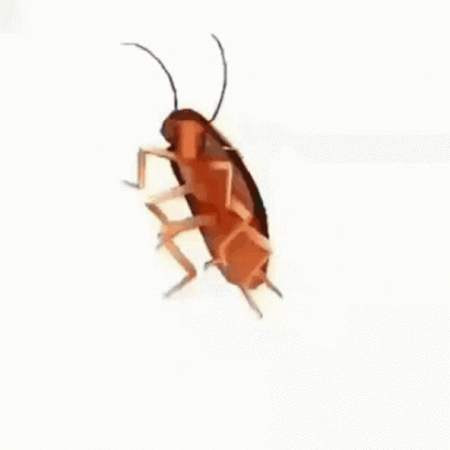 A Cockroach Is Crawling On A White Background . GIF