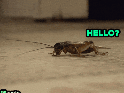 A Cockroach Is Crawling On The Ground With The Word Hello Written Above It GIF