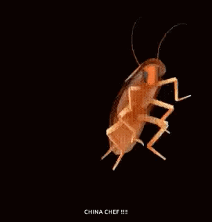 A Cockroach Is Dancing On A Black Background In A 3D Model . GIF