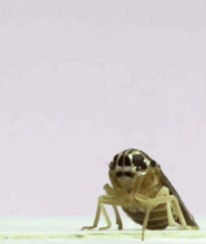 A Cockroach Is Flying Through The Air On A White Surface . GIF
