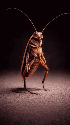A Cockroach Is Standing On One Leg On A Dark Surface GIF