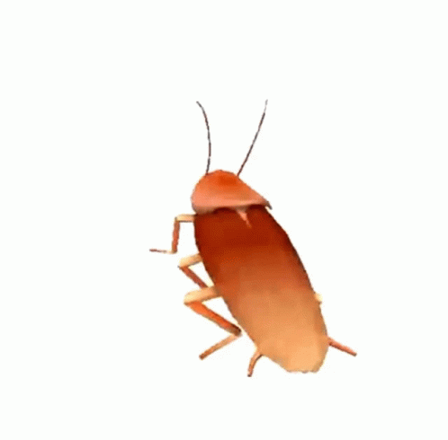 A Cockroach On A White Background Looks Like A Cartoon Character GIF