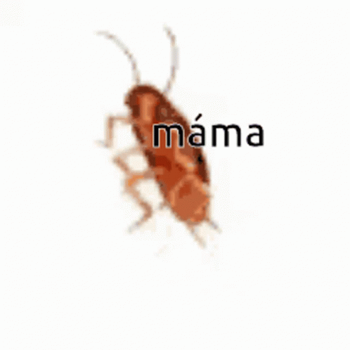 a cockroach with the words mama written on it .