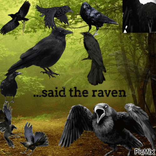 A Collage Of Black Birds With The Words " Said The Raven " Above Them GIF