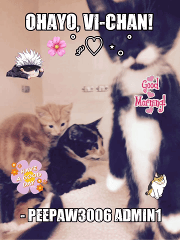 A Collage Of Cats With The Words Ohayo Vi-Chan GIF