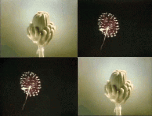 A Collage Of Four Pictures Of A Dandelion In Different Positions GIF