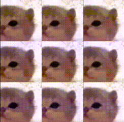 A Collage Of Images Of A Cat 'S Face With Different Expressions GIF