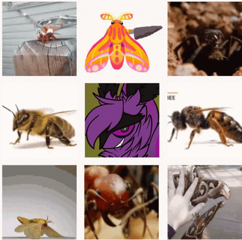 A Collage Of Insects Including A Moth And A Bee GIF