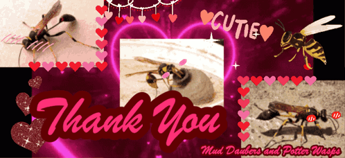 A Collage Of Pictures Of Wasps With The Words Thank You On The Bottom GIF