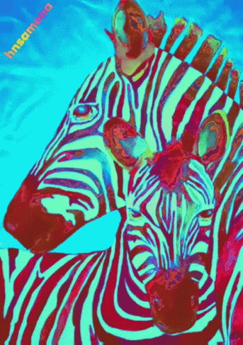 A Colorful Painting Of Two Zebras With Insanama Written Below Them GIF