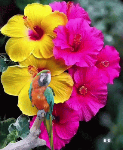 A Colorful Parrot Is Perched On A Branch In Front Of A Bunch Of Flowers GIF