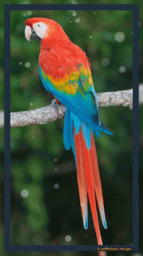 A Colorful Parrot Perched On A Branch With A Blue Border GIF