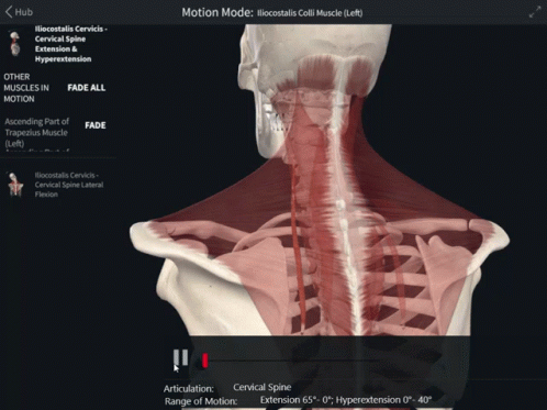 A Computer Screen Shows The Muscles In The Neck GIF