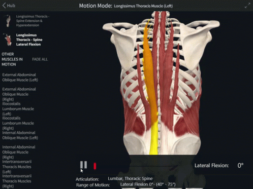 A Computer Screen Shows The Muscles Of The Torso In Motion GIF