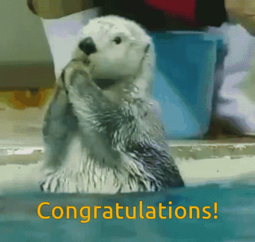 A Congratulations Card With A Sea Otter On It GIF