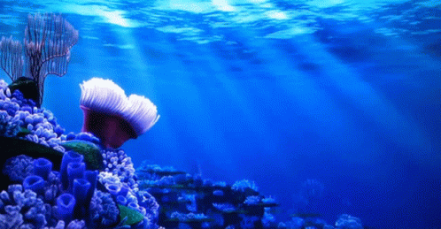 Coral Reef With Blue Sponges And Sea Anemone GIF