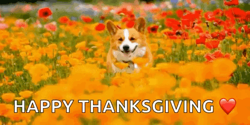 A Corgi Dog Is Running Through A Field Of Flowers With The Words `` Happy Thanksgiving '' . GIF