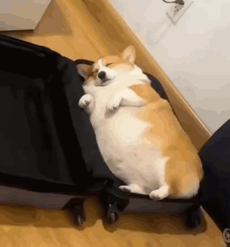 A Corgi Dog Is Sleeping In A Suitcase With Its Eyes Closed GIF
