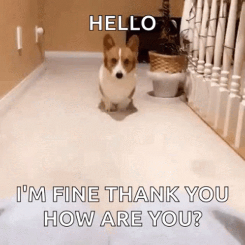 a corgi dog is walking down a hallway and saying `` hello i 'm fine thank you how are you ? ''