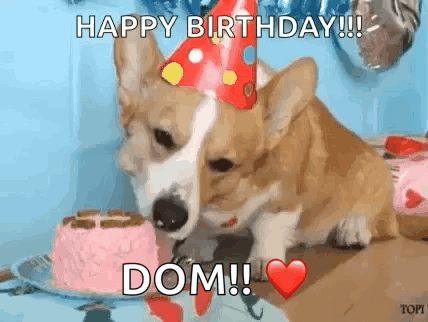 A Corgi Dog Wearing A Party Hat Is Eating A Cake . GIF
