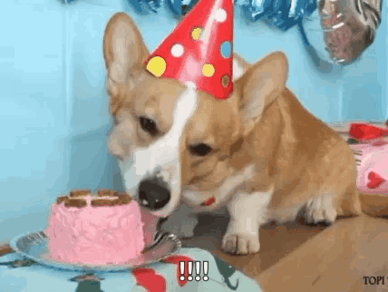 A Corgi Dog Wearing A Party Hat Is Eating A Pink Cake . GIF