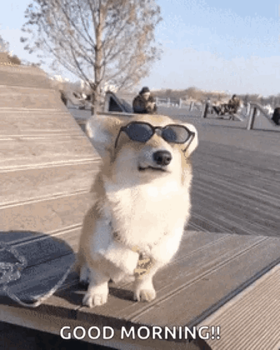 A Corgi Dog Wearing Sunglasses Is Standing On A Bench And Saying Good Morning . GIF