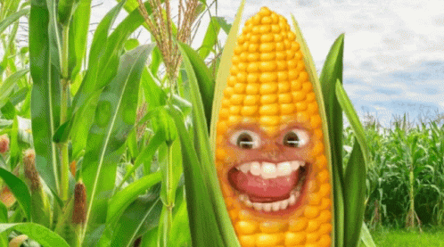 A Corn Cob With A Face On It In A Field GIF