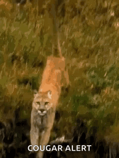 A Cougar Is Walking Through A Field With The Words `` Cougar Alert '' Written On The Bottom . GIF