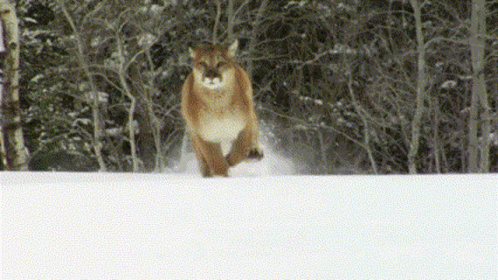 A Cougar Running Through The Snow In The Woods GIF