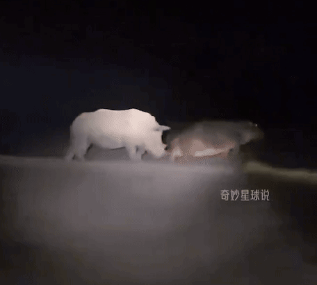 A Couple Of Animals Are Standing Next To Each Other In The Dark GIF