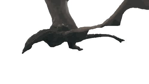 a couple of bats flying in the sky with their wings spread