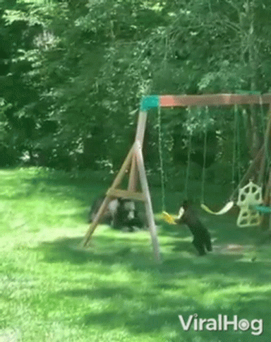 A Couple Of Bears Are Playing On A Swing Set In A Backyard . GIF