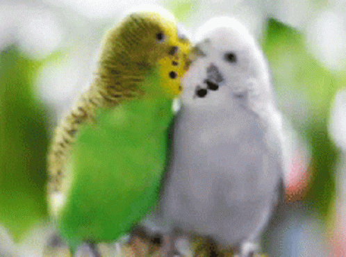A Couple Of Birds Are Kissing Each Other On A Tree Branch GIF