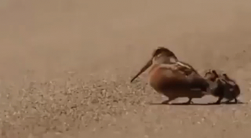 A Couple Of Birds Standing Next To Each Other On A Sandy Surface . GIF