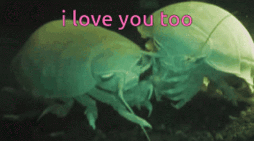 A Couple Of Bugs Kissing With The Words I Love You Too GIF