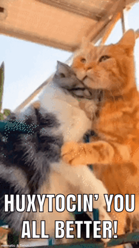 A Couple Of Cats Hugging Each Other With A Caption That Says Huxytocin ' You All Better GIF