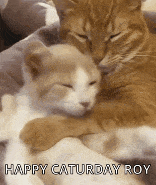 A Couple Of Cats Hugging Each Other With The Words Happy Saturday Roy Below Them GIF